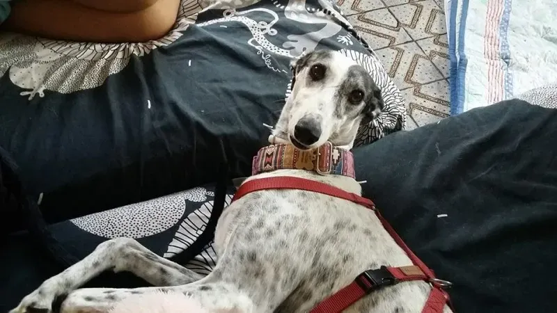 14449780 1440686702614849 6046652929401370687 n