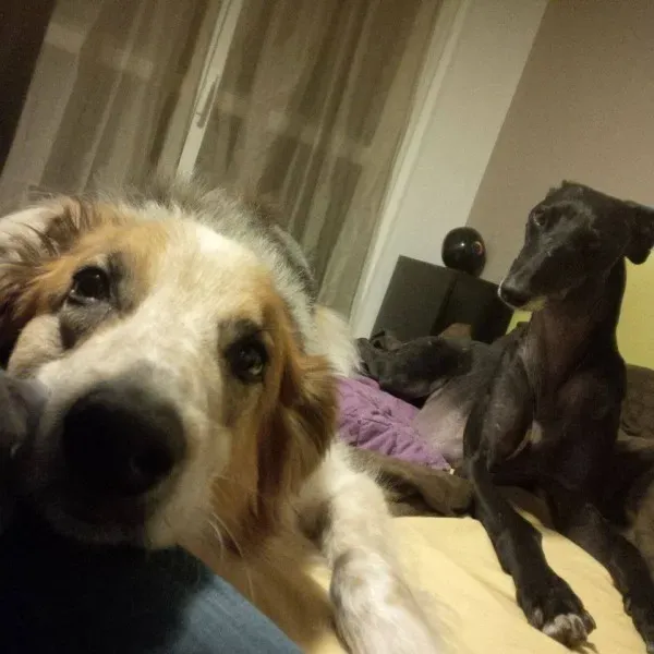 14449928 1132174610199726 6098855448476035530 n