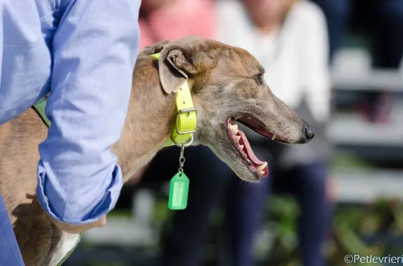 14457261 1129069760510211 3889198810414374039 n