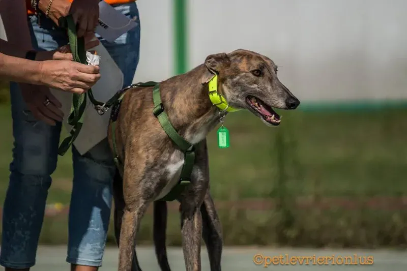 14457518 1127732280643959 407367386986574496 n