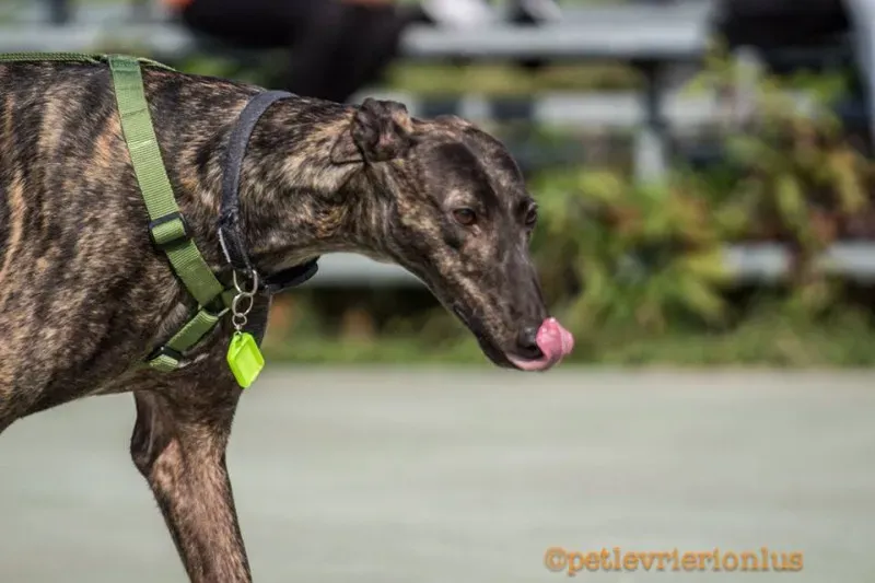 14462795 1127732877310566 2577234839567955328 n