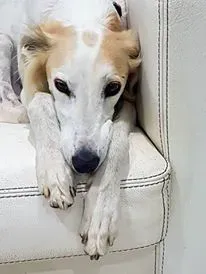 14462842 1199901150030264 7759639306576322250 n