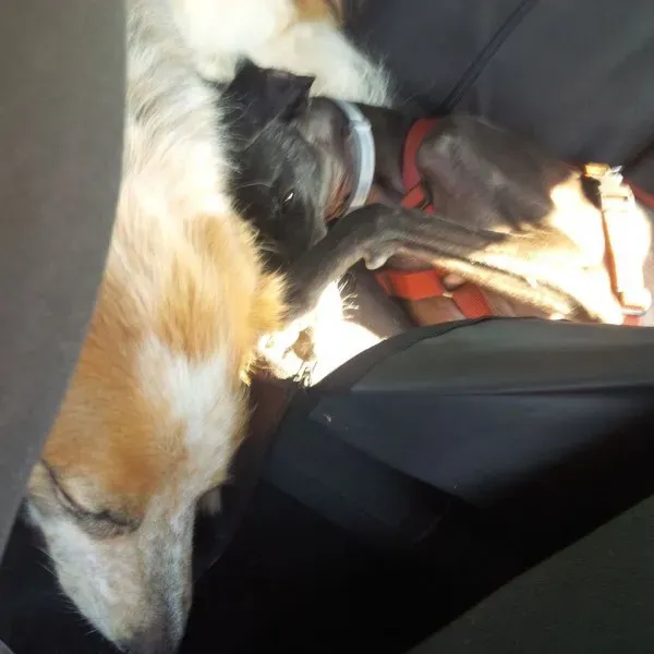 14463245 1132174670199720 4719053796807200420 n