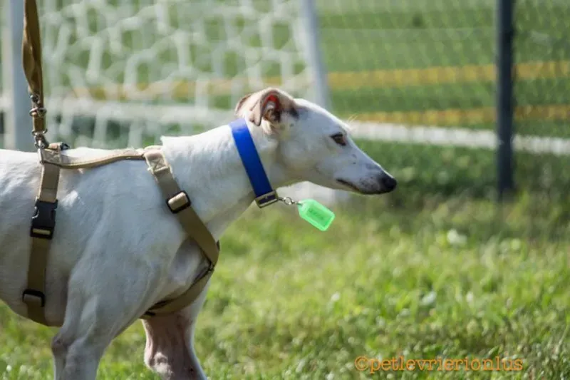 14470544 1127733413977179 2769562025054930819 n