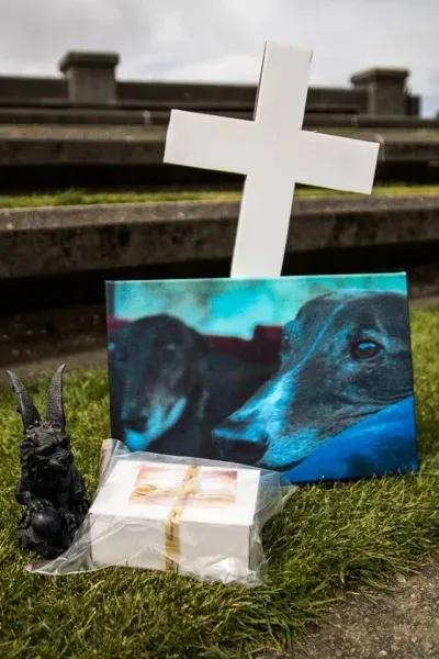 14484861 1841407712757287 7616978386464783905 n 1