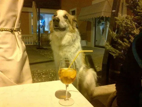 14484879 1132174830199704 4764592067528136697 n