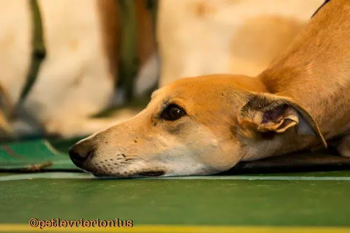 14484886 10209438509738593 5852719402883694456 n