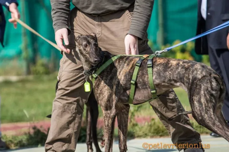 14484949 1127732833977237 2856754531585823075 n