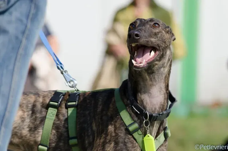 14495255 1129071557176698 6536168310495900613 n