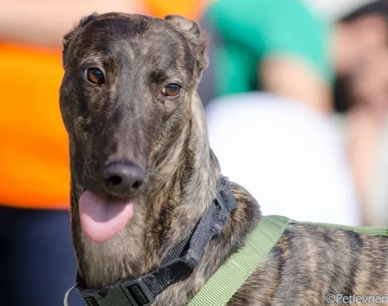 14502744 1129071587176695 1639818273446302632 n