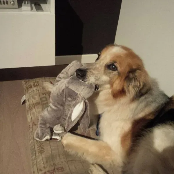 14502940 1132174603533060 3963074623263576405 n