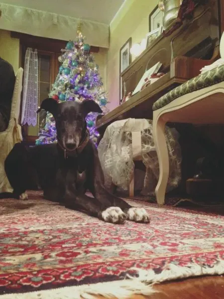 1450694 1139409312743788 7686997419197815761 n