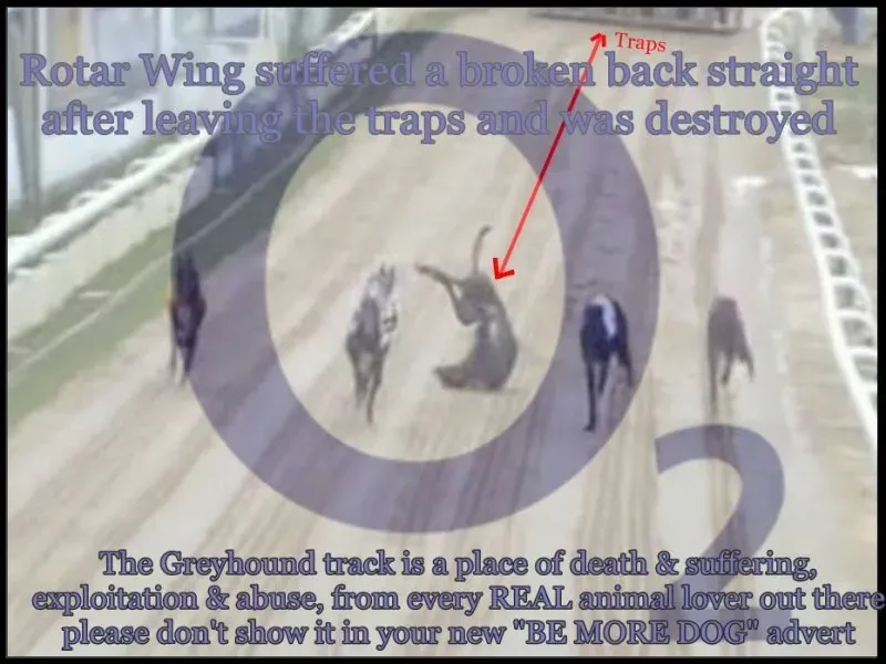 1450849 521249637983176 1276498648 n