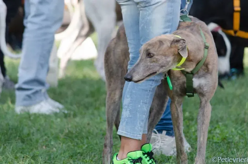 14517581 1129069657176888 2478654890848296062 n