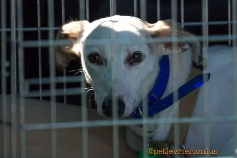 14519672 1130315257052328 2843801188625621264 n