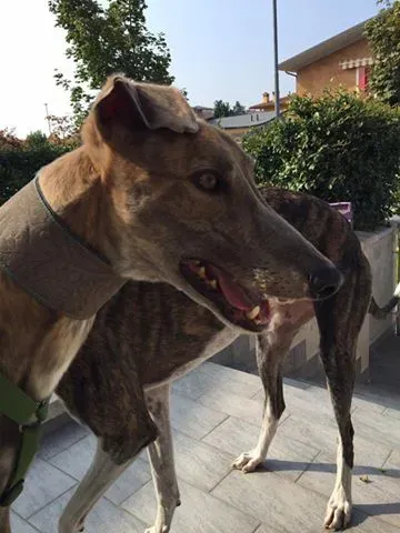 14519878 10207619009736701 2021414673734361735 n