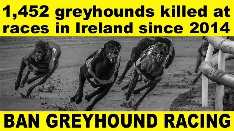 1452 greyhounds killed since 2014 copy