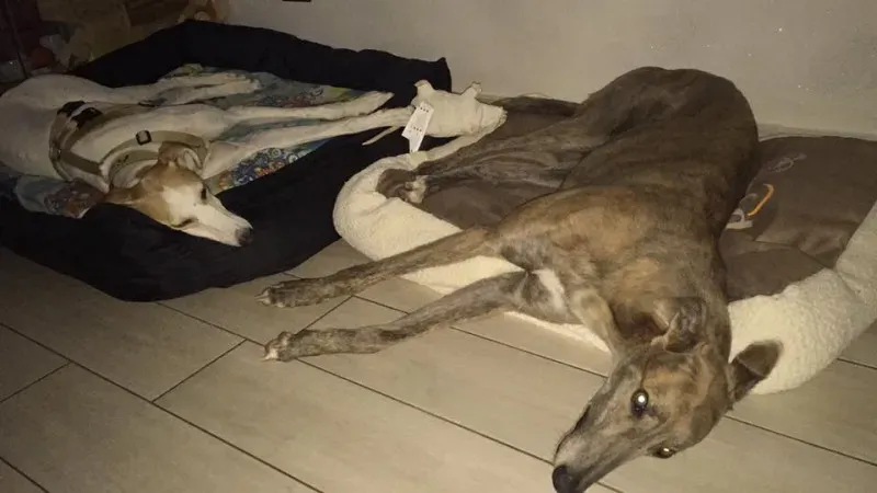 14520326 10207610077433399 2667666898593712499 n