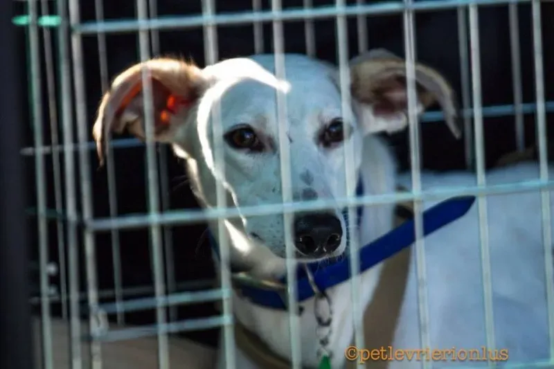 14522953 1130315227052331 2085660303281114284 n