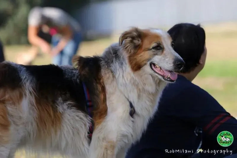 14522960 1132174880199699 2497777071021484521 n