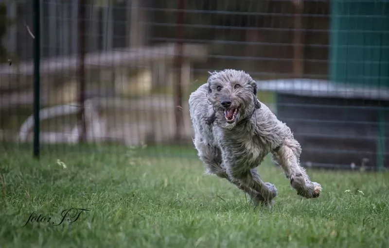 14524587 1145187358883999 7091744487837384084 o