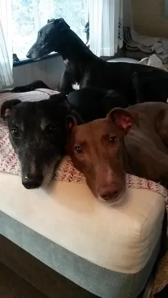 1454941 10207387699508525 2531500619959019441 n