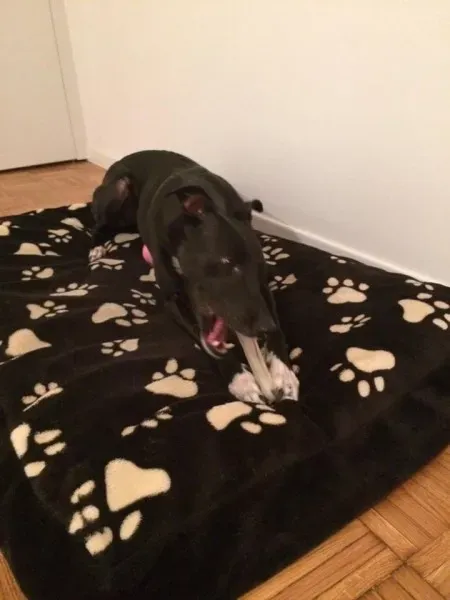 1454954 10208493527072636 2714159405639661719 n