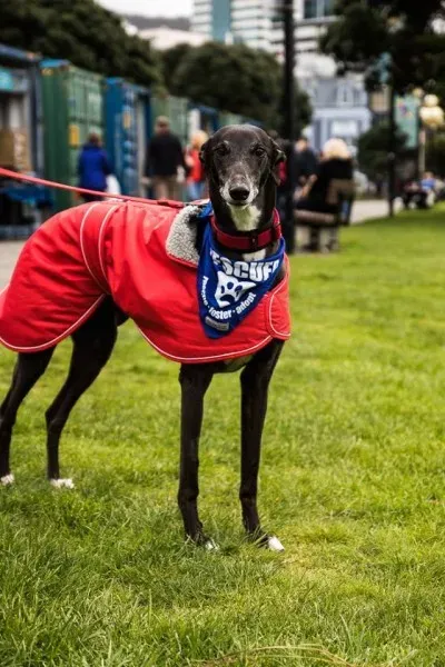 14570345 1841408126090579 8924606857107609393 n