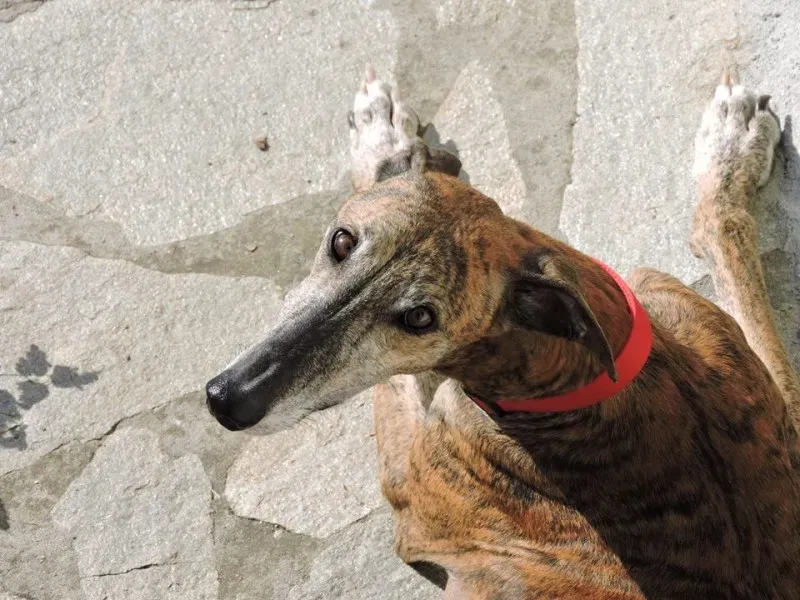 14570460 1157536084330245 3530108335265822089 n