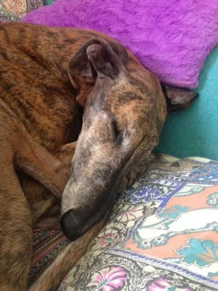 14573020 1155980611152459 7543273654002005428 n