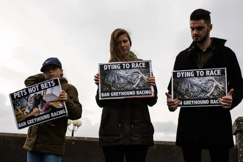 14581444 1841408446090547 8208300660357753920 n