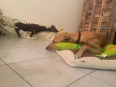 14591759 10209100860431958 6123082518848163281 n