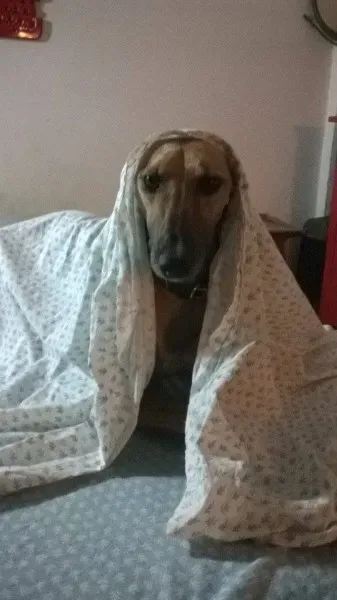 1459350 735090579915881 7338248508653132526 n