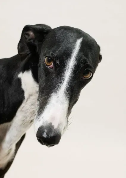 1459896 432821703527873 5086100681198839700 n