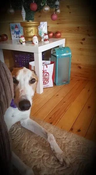 14639674 10154697251641255 6337356233861108025 n