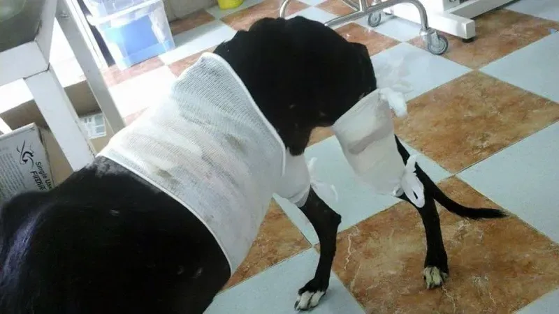 14642049 10211119164326095 8319336739481744185 n