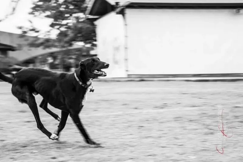 14666065 1437996272881379 8475937443498878202 n