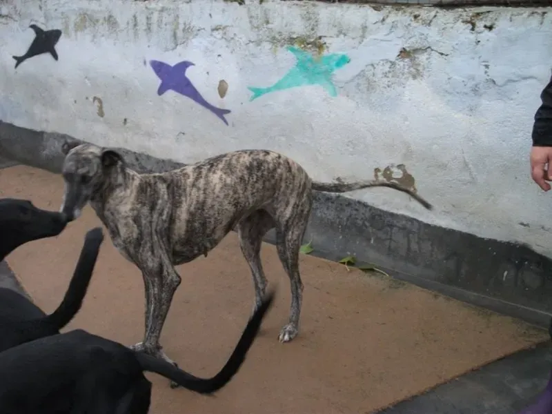 14670782 1154101268007060 88765053829799465 n