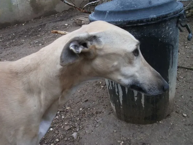 14671235 1154102668006920 802835582827079671 n