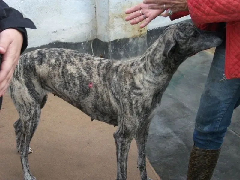 14680753 1154100878007099 5200588026767215273 n