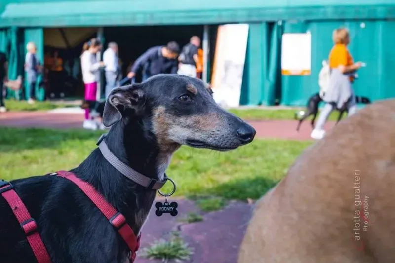 14695380 1437995522881454 5873078340905308684 n 1