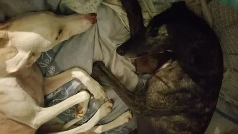 14695430 10210484229131753 5760852095478247914 n e1477161331142