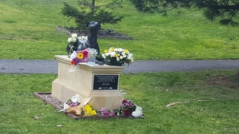 14695455 1121538087954325 475713316490470414 n