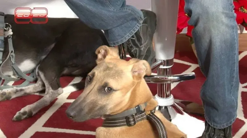 1469799 764956533588204 7747614011147001354 n