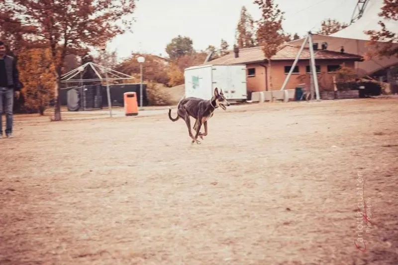 14702240 1437995716214768 8610033233619079829 n 1