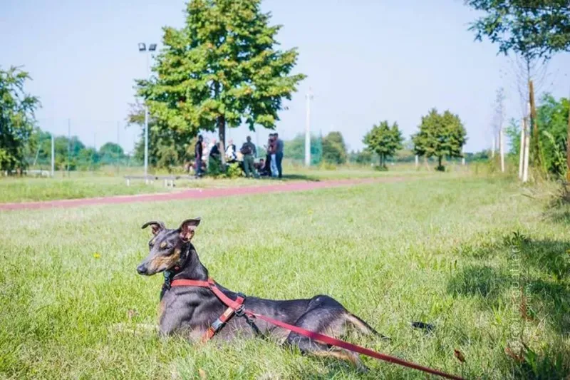 14705900 1437996202881386 8207307591685765666 n