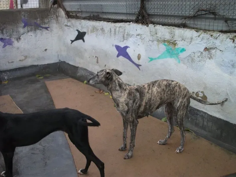 14713532 1154101418007045 5941435714660641313 n