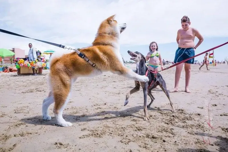 14717256 1437994926214847 7150926166236963700 n