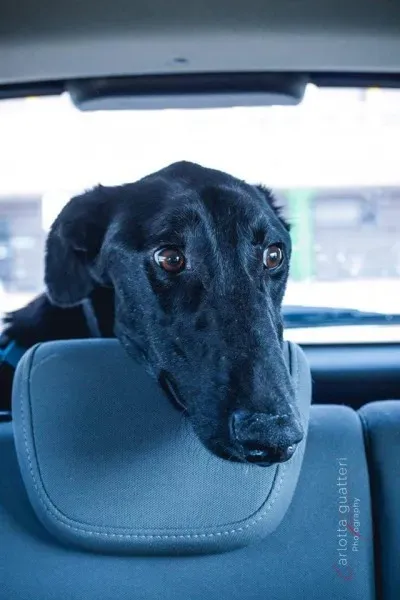 14718709 1437995299548143 3892017277937254165 n