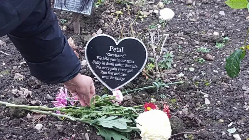 14718774 1121537904621010 556847871391306481 n